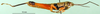 CollectionObject 1576267; 9d7e4807-c83f-4cba-9f2c-227b985e3d0d: male, lateral view (allotype). (CollectionObject).