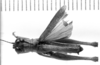 CollectionObject 1521521; db88cc08-f4c9-489a-a7db-ff454c6123d3: Image Carbonell, C.S. male, dorsal view (holotype). (CollectionObject).