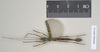 Eurybistus fallax Bragg, 2001: copyright Natural History Museum, London. male (paratype). (Otu).