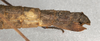 CollectionObject 1560132; NMW 455, 053dad5d-be6a-4610-83e1-ed69a47b46a5: copyright NMW, Vienna. female: end of abdomen, lateral view of synonym Menexenus lugens (syntype). (CollectionObject).