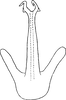 Aedeagus, ventral view: Aedeagus, ventral view. (Observation).