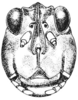 Neotettix femoratus (Scudder, 1869): Fig. 104. female, head, facial view. (Otu).