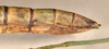 CollectionObject 1559741; 8211705f-dec3-48aa-956f-d20000edad2d: copyright OXUM. female: end of abdomen, lateral view of synonym Megacrania bakeri (holotype). (CollectionObject).