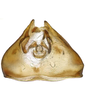 Pygofer, dorsal view: !! display not done !! on Faltala Oman, 1938: (Observation).
