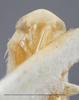 Head on Edwardsiana candidula (Kirschbaum, 1868): Head/Face. (Observation).