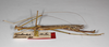 CollectionObject 1558428; 422080b7-dbed-4c79-985f-ff7f31ace417: copyright MNHU, Berlin. male, lateral view (syntype), copyright ZMHB, Berlin. (CollectionObject).;CollectionObject 1558429; 33a8bc7e-ff9e-4ab1-a245-de2b3d4f57d2: copyright MNHU, Berlin. male, lateral view (syntype), copyright ZMHB, Berlin. (CollectionObject).