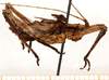 CollectionObject 1499677; dd09c981-5438-43ba-801e-11e78c1eec23: male, lateral view. (CollectionObject).