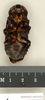 CollectionObject 1572990; 50d67a3d-7bbf-49be-a0e4-ca8506eed2d1: Copyright Natural History Museum, London. Non-type (adult male) in BM(NH). Ventral view. (CollectionObject).