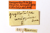 labels (syntype). Depicts CollectionObject 1590282; 213316ca-9c5f-4ea8-9931-ab5f49d295f5, a CollectionObject.