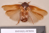 Hyposphaeria hirta (Thunberg, 1810): Holotype, male, dorsal. BMNH(E)#878094. (Otu).
