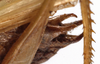 CollectionObject 1534635; b871045d-3acb-4217-ae93-fd93005a1654: male cerci (holotype). (CollectionObject).