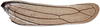 Hind wing: Curvostylus chloridulus, hindwing (INHS). (Observation).