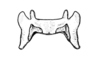 Jivarus americanus Giglio-Tos, 1898: Fig. 29. epiphallus, dorsal view. (Otu).