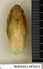 CollectionObject 1572977; d0080fc5-f2c2-416a-8cd1-1edc4a3dd2f9: Copyright Natural History Museum, London. Non-type (adult female) in BM(NH). Dorsal view. (CollectionObject).