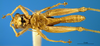 CollectionObject 1505381; a761a4b0-37c7-4b5a-98c4-3da1782ac157: male, ventral view (syntype of Cranae marginata). (CollectionObject).