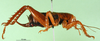CollectionObject 1595444; d7e83f38-79e9-4254-a5c8-adec6dca8425: female, lateral view. (CollectionObject).