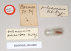 CollectionObject 1560620; NHMUK(SF IMPORT DUPLICATE) 844805, b5fc4dd4-f59c-4042-8a76-9e7ddc449c1b: copyright Natural History Museum, London. female, data labels of Orthonecroscia pulcherrima (holotype). (CollectionObject).