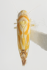 Habitus, dorsal view: !! display not done !! on Diceratalebra sanguinolinea (Baker, 1903): (Observation).