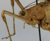 CollectionObject 1539774; 468288cf-2b50-4b67-8f4b-b3f052943afb: male pronotum lateral (holotype). (CollectionObject).