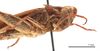 CollectionObject 1578314; f3606774-06a4-4bfe-a5ab-c85220dbabc2: female head and pronotum, lateral view (holotype of Chorthippus hirtus mongolicus Steinmann, 1967). (CollectionObject).