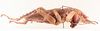 CollectionObject 1513075; 21ddcca8-0083-4c85-bebe-f9df9a064dd8, NHMUK012496761: female, lateral view (holotype). (CollectionObject).