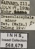 Other on Draeculacephala robinsoni Hamilton, 1967: Labels. Labels for the specimen used for the dorsal, lateral and face images. (Observation).