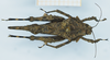 CollectionObject 1583753; 1f2ade45-ea71-48b9-af9d-021b03b20c8c: female, dorsal view. (CollectionObject).