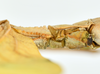 CollectionObject 1591400; f83fe4c5-6344-4ab7-aae9-773e65d72403: copyright IMQC Montreal. female thorax, lateralal view (holotype). (CollectionObject).