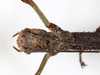 CollectionObject 1557375; 98316f9e-17c7-4057-927c-079d838bda87, NMW 667: copyright NMW, Vienna. female: head, dorsal view of synonym Dyme ornata (holotype). (CollectionObject).