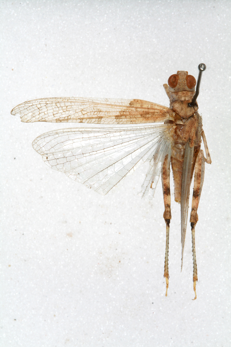male, dorsal view (syntype). Depicts CollectionObject 1501136; 0f43146f-0839-4849-aa4d-8b7ee3a09f0f, a CollectionObject.