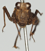 CollectionObject 1581300; b1382526-dcf8-4737-8db1-5b3c0cafed3c: female, frontal view. (CollectionObject).