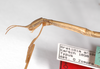 CollectionObject 1563526; 48b45ff4-81f4-4862-b8ca-319da5cb05fc: copyright ZMHB, Berlin. female: head & thorax, lateral view (syntype). (CollectionObject).