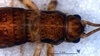 CollectionObject 1527841; 01c0737f-5844-48b8-a9a5-66eadbd7137d: male, head and thorax, dorsal view (holotype). (CollectionObject).