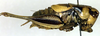 CollectionObject 1536324; 478e2a77-bc3f-47d9-9ba9-ec6687ac2341: male, lateral view (holotype of Pholidoptera brachynota). (CollectionObject).