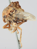 Habitus, lateral view: !! display not done !! on Heliria fagi (Fitch, 1851): (Observation).