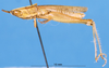 CollectionObject 1581398; dca4cd45-7130-409c-b2c8-81bac45eedaf: male, lateral view (paratype). (CollectionObject).
