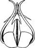 Aedeagus, ventral view: Aedeagus, ventral view. (Observation).