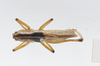 CollectionObject 1578180; 2ac59bb4-0abb-4c3f-9558-f4506f316f0e: male, dorsal view. (CollectionObject).