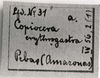 Copiocera erythrogastra (Perty, 1832): Image C.S. Carbonell. label. (Otu).