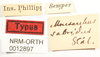 CollectionObject 1529892; NHRS NRM-ORTH 00112897, 84ba90c0-9bcf-473d-9996-0eb5836f0d99: labels (lectotype). (CollectionObject).