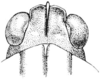 Tetrix ornata ornata (Say, 1824): Fig. 43. male, head, dorsal view. (Otu).
