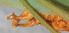 CollectionObject 1566637; NMW 20273, 6d5549f8-8645-434f-afd3-f6b4914370f6: male abdomen tip, dorso-lateral view. (CollectionObject).