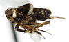 Habitus, lateral view: !! display not done !! on Pissonotus flabellatus (Ball, 1903): (Observation).