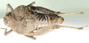Lathicerus cimex Saussure, 1888: dorsal view. (Otu).