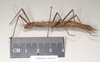 CollectionObject 1560273; 6ce14ac0-25f6-45dd-a0c7-f2e51e329f2b, NHMUK(SF IMPORT DUPLICATE) 844965: copyright Natural History Museum, London. female, lateral view (holotype). (CollectionObject).