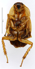 CollectionObject 1587192; MNHN(SF IMPORT DUPLICATE) MNHN-EP-EP1107, e9c1dd72-5846-4347-8461-a9a1af433f21: CC BY-NC-ND 4.0/MNHN - Depraetere Marion - 2014. Paratype, female, of compsa Hebard, 1919. Specimen number: MNHN-EP-EP1107. http://coldb.mnhn.fr/catalognumber/mnhn/ep/ep1107. (CollectionObject).
