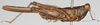 CollectionObject 1578101; NNM 250, 3a594172-3791-42d4-bedf-661b8922f691: male, lateral view (syntype). (CollectionObject).