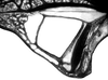 Erioloides brevipennis (Redtenbacher, 1891): male left mirror area. (Otu).