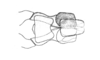 Comansacris hirsutus Ronderos & Cigliano, 1989: Fig. 23. aedeagus, dorsal view. (Otu).
