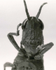 CollectionObject 1566330; a2907654-c4be-4d0c-8420-b0664e60a086: Image C.S. Carbonell. female, frontal view (Vilerna flavipennis). (CollectionObject).
